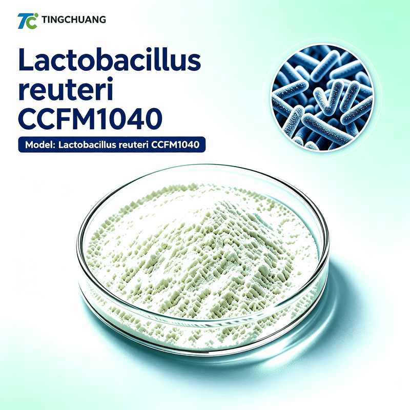 Lactobacillus reuteri CCFM1040