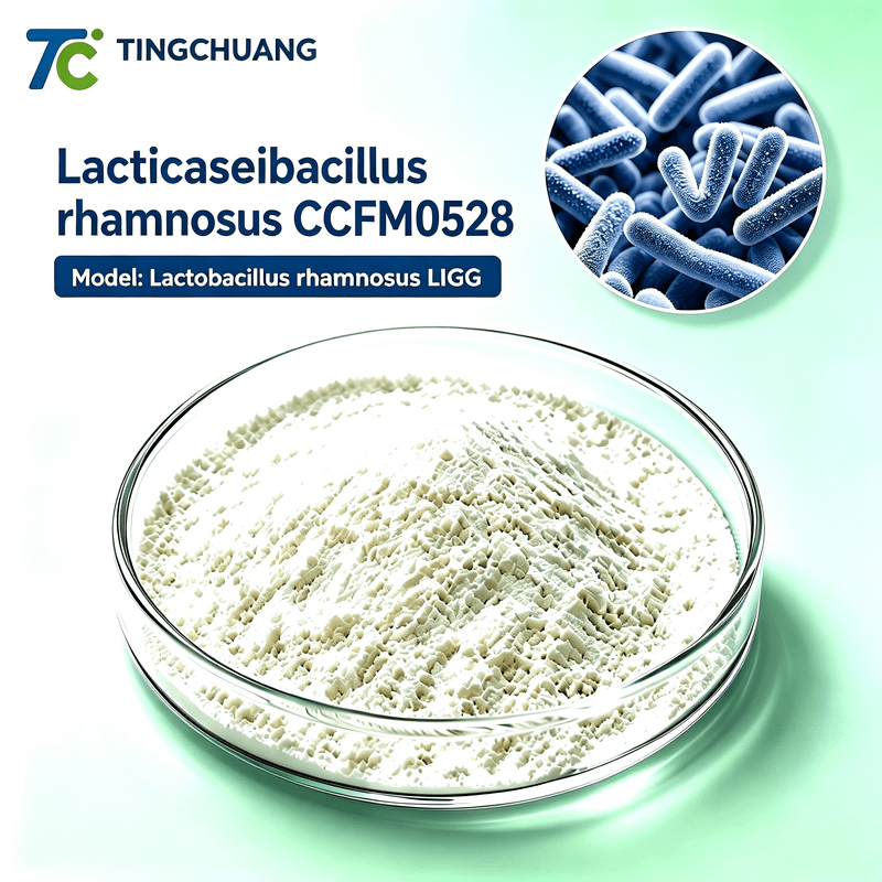 Lacticaseibacillus rhamnosus CCFM0528