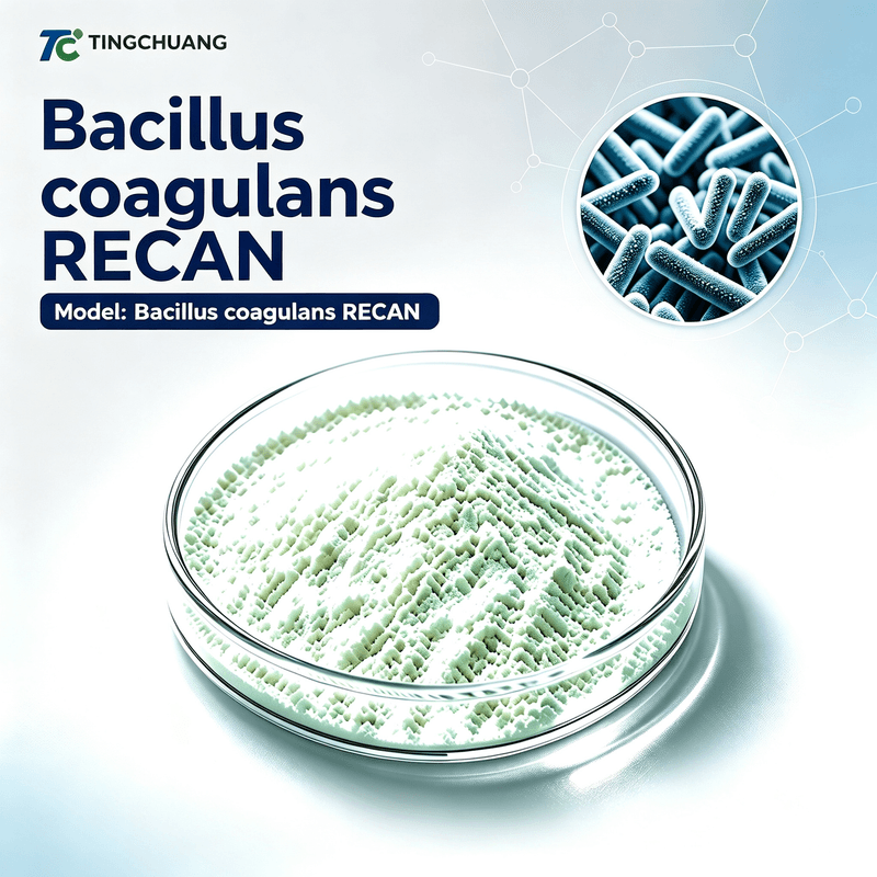 Bacillus coagulans RECAN
